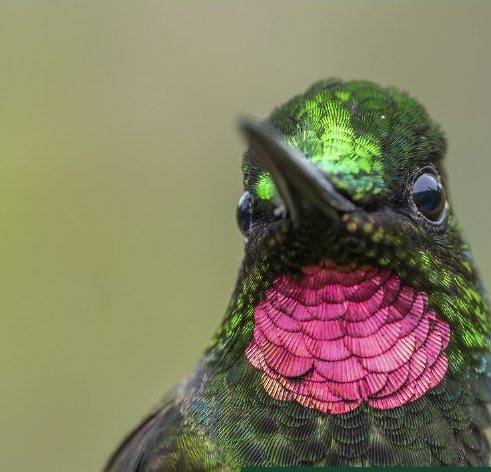 Beija-flor-rubi de frente, com a garganta rosa