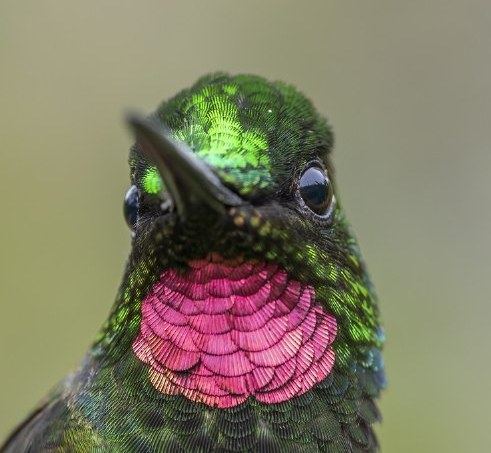 Beija-flor-rubi de frente, com a garganta rosa
