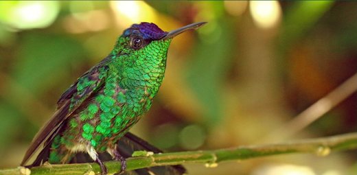 beija-flor-de-fronte-violeta