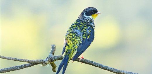 tesourinha-da-mata