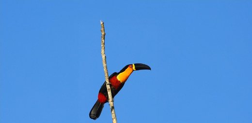 tucano-de-bico-preto