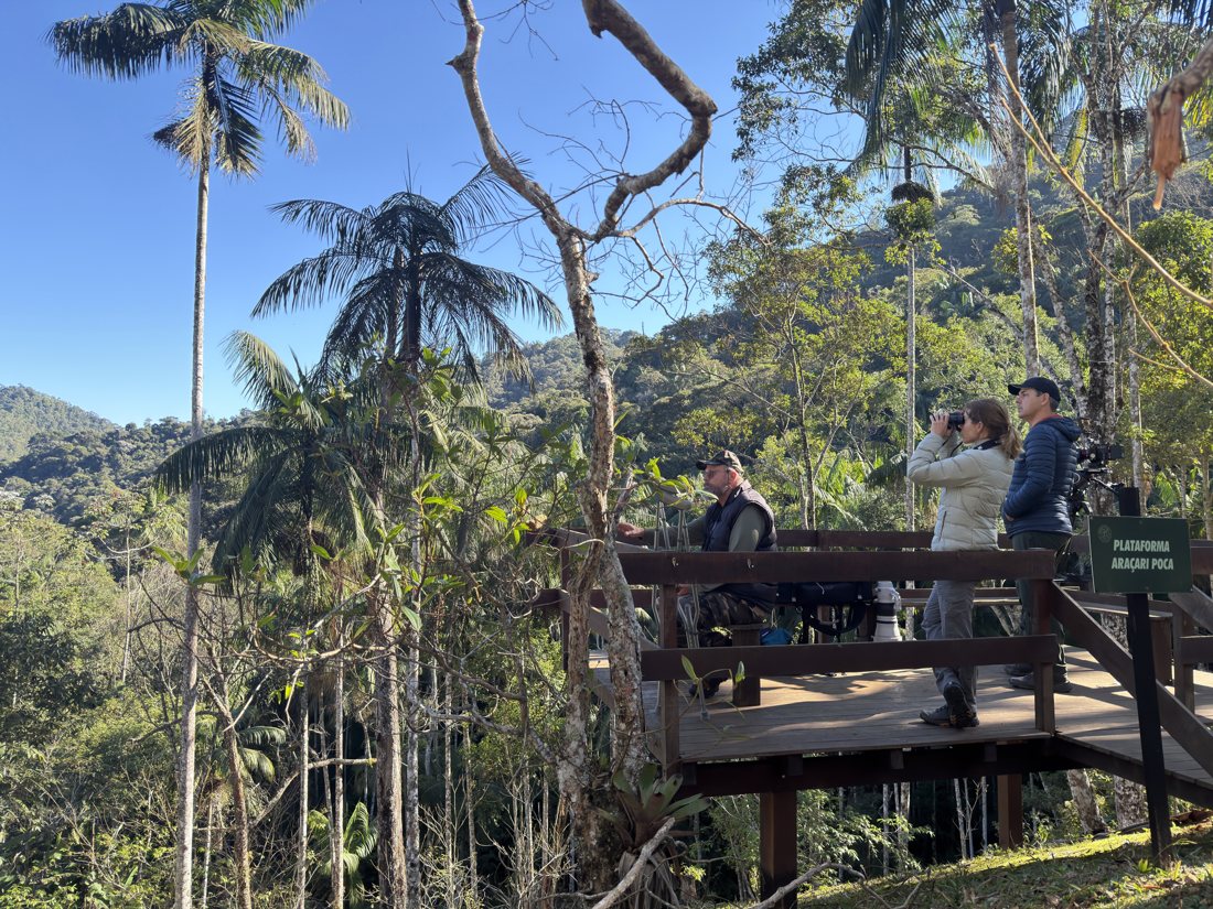 Observadores na Plataforma Araçari Poca, entre palmeiras e a mata