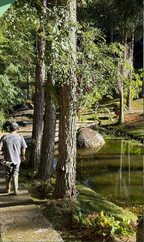Trilha entre árvores altas
