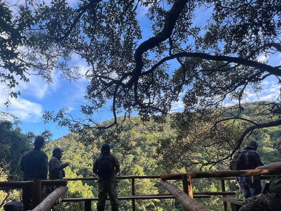 Observadores numa plataforma de madeira com vista para a mata