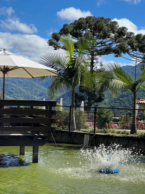 Lago com chafariz, palmeiras e araucária